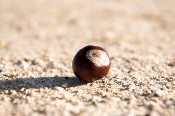 shell on the sand