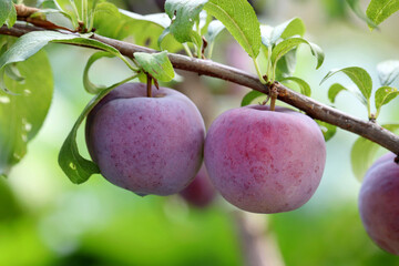 Plums growing on a tree branch with green leaves. Blue plum fruits ripening in a garden