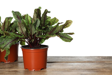 Sorrel plants in pots on wooden table against white background