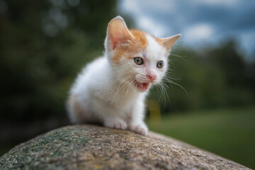 A beautiful young blue-eyed white-red kitten sits on a stone in the park.