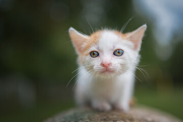 A beautiful young blue-eyed white-red kitten sits on a stone in the park.