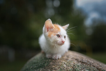 A beautiful young blue-eyed white-red kitten sits on a stone in the park.