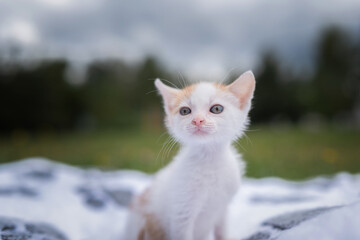 A beautiful young blue-eyed white-red kitten sits on a stone in the park.