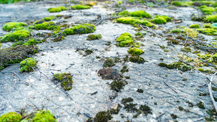 Old stone concrete road covered with green moss texture. Green moss on grunge texture, background. Cement concrete floor or dirty ground with green moss plant and slippery danger on street road