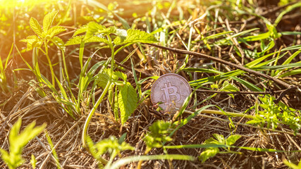 Obraz premium Bitcoin money. New currency in modern business world concept. Bitcoin close up. Crypto-currencies. Business concept. Against the background of the grass