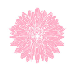 Pink dahlia flower in graphics, sketch vector graphic  isolated illustration on white background