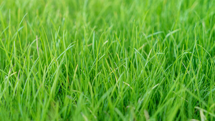 Natural grass field background. Lush green grass meadow background. Green grass texture. Shallow DOF