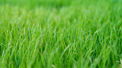 Natural grass field background. Lush green grass meadow background. Green grass texture. Shallow DOF