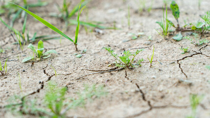 Natural grass field background. Lush green grass meadow background. Green grass texture. Shallow DOF