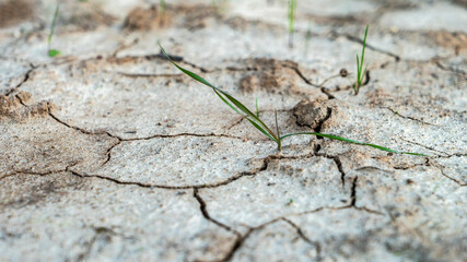 Dried cracked earth soil ground texture background. Environmental disaster. Drought. A close up of cracked mud. The global shortage of water on the planet. Global warming and greenhouse effect concept