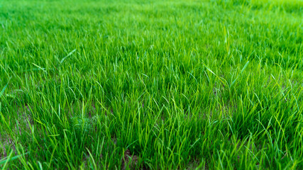 Obraz premium Natural grass field background. Lush green grass meadow background. Green grass texture. Shallow DOF