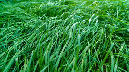 Natural grass field background. Lush green grass meadow background. Green grass texture. Shallow DOF. Long stems
