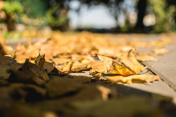autumn leaves on the ground