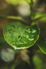 close up of green tree leaf, with a lot of life and green color under the summer rain
