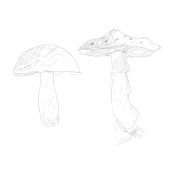 Hand drawn mushroom toadstool amanita fungi porcini. Quick autumn real sketch. Boho illustration doodle. Black white botanical fine line drawing etched style. Organic food, potion poison. Edible plant