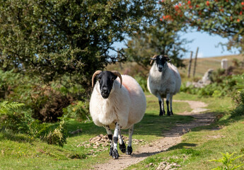 Dartmoor, Devon, England, UK. 2021. Walking along a tracke, Scotch Blackface sheep on Dartmoor above Widdecombe village, Devonshire, UK