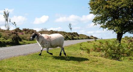 Dartmoor, Devon, England, UK. 2021. Scotch Blackface sheep on Dartmoor above Widdecombe village, Devonshire, crossing a road.  UK