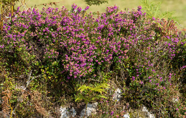 Dartmoor, Devon, England, UK. 2021.  Heather growing on a dry stone wall on Dartmoor, Devon, UK.
