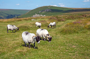 Dartmoor, Devon, England, UK. 2021. Scotch Blackface sheep grazing on Dartmoor above Widdecombe village, Devonshire, UK