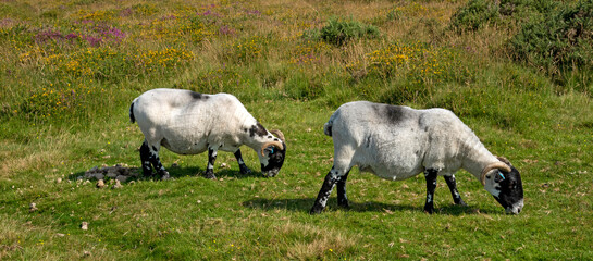 Dartmoor, Devon, England, UK. 2021. Scotch Blackface sheep grazing on Dartmoor above Widdecombe village, Devonshire, UK