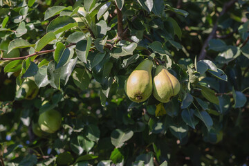 Green ripe pears on a tree branch. Harvest season in the orchard