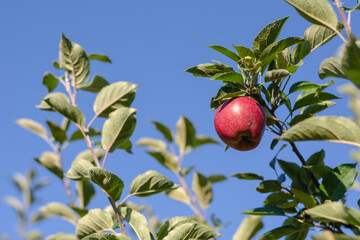 A red ripe apple on a tree branch. One fruit in an orchard again