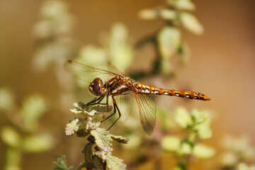 dragonfly on a branch