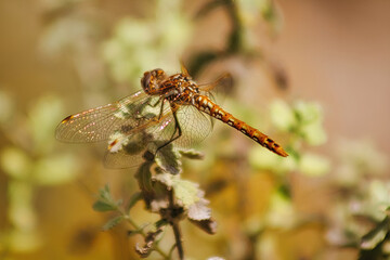close up of dragonfly