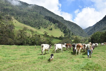 Landwirt mit seinen Kühen auf der Weide
