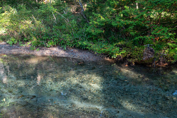 alligator in the swamp