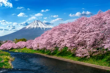 Papier Peint photo autocollant Mont Fuji Row of Cherry blossoms and Fuji mountain in spring, Shizuoka in Japan.