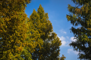 가을을 맞이하는 메타세콰이어 나무와 높고 파란 하늘