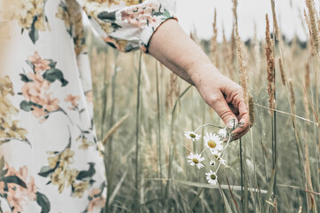 The hand of an elderly woman holds chamomile flowers in the tall grass with spikelets. Autumn