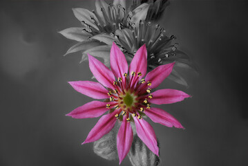 black and white transformation of a color photo of fuchsia flowers