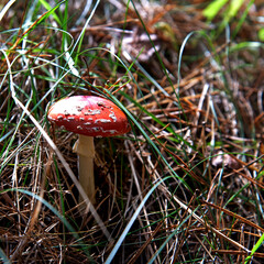 The fruiting body of a poisonous cap mushroom called the Red Fly Agaric growing in a pine grove near Fasty in Podlasie, Poland.