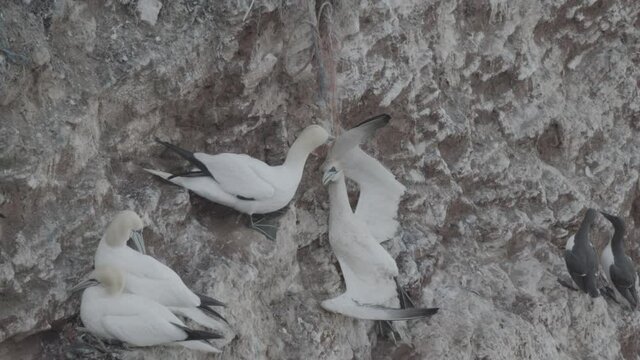 gannets in summer, heligoland - offspring and problems