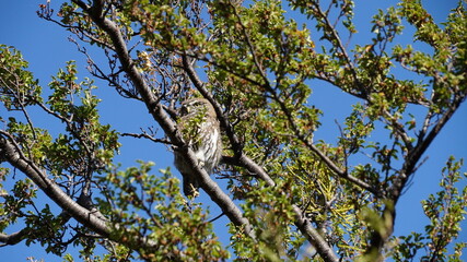 Patagonia bird chunchito
