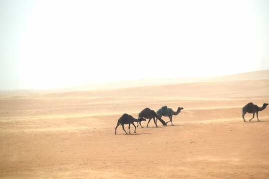 camel travel in desert view spotted 