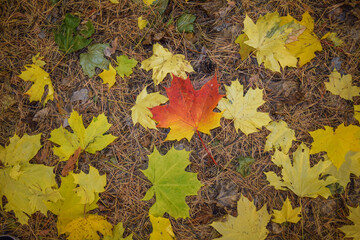 On the ground covered with yellow pine needles and cones, colorful maple leaves are scattered on an autumn day