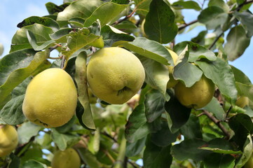 Reife Quitten am Baum kurz vor der Ernte