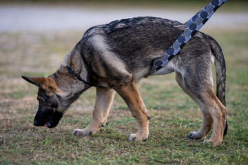 A four-month-old German Shepherd puppy in tracking training. Green grass in the background
