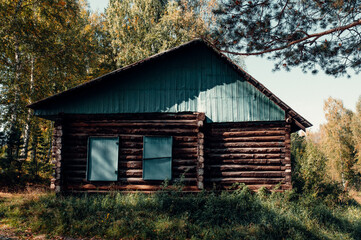 an abandoned wooden house in a birch grove