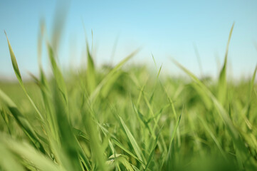 juicy green grass against a blue sky background