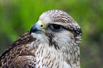 Peregrine falcon portrait