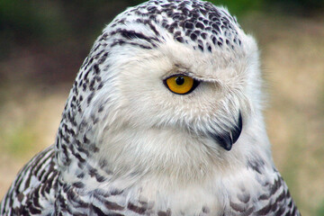 Snowy owl portrait