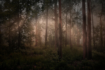 Magic foggy forest