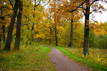 Obraz premium autumn in the park