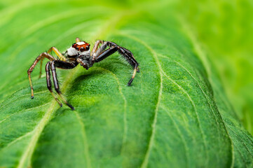 spider on a leaf