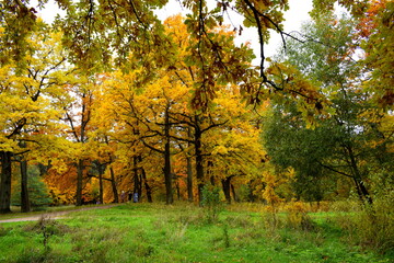 autumn in the park
