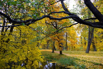 autumn trees in the park